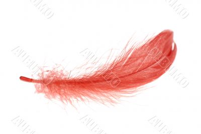 red feather flying