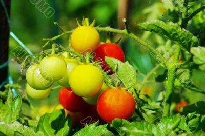 Cherry tomatoes