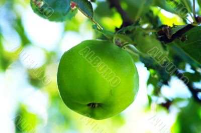 Apple on natural background.