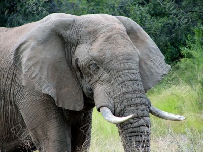 Elephant Elephant