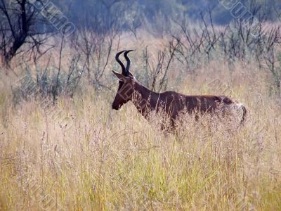 Antelope