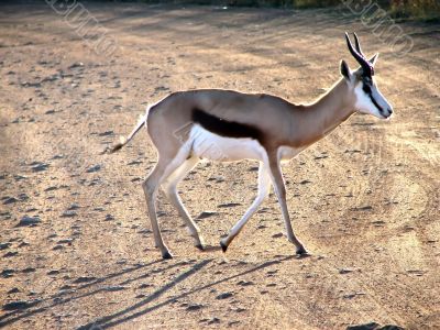Antelope Antelope