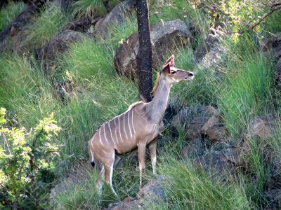 Antelope Antelope