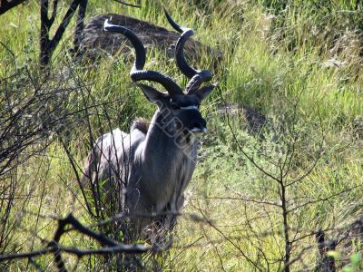 Male antelope