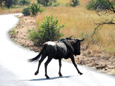 Buffalo Buffalo