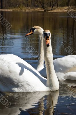 Swans