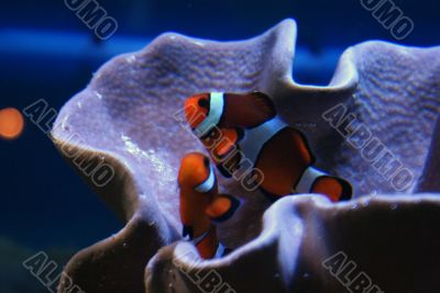 Little orange clown fish