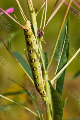 The big green caterpillar