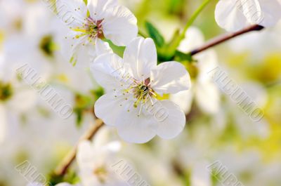 Cherry flowers