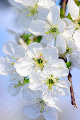 Tree branch with cherry flowers
