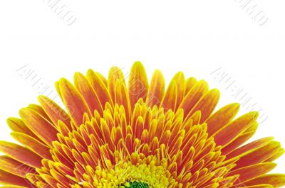 Yellow daisy flower isolated over white background