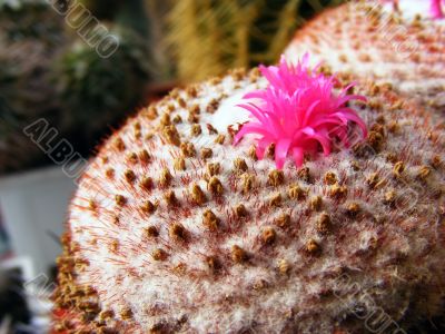 Cactus Cactus