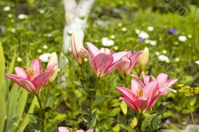 pink lilies