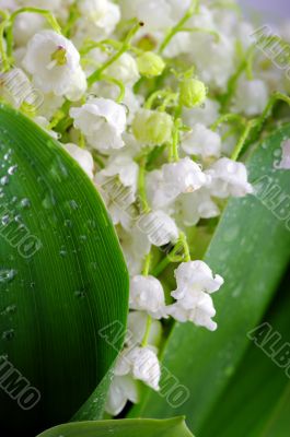 Lily-of-the-valley