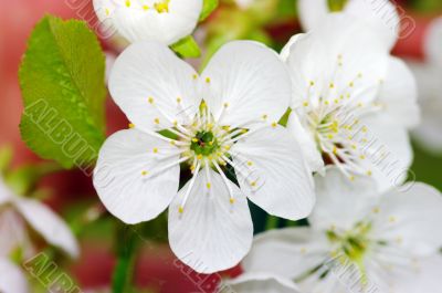 Cherry tree with white flowers