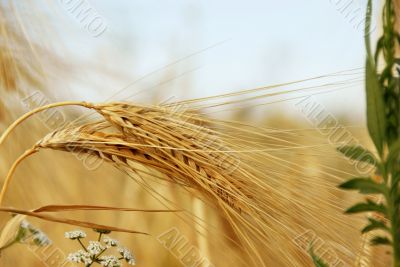 Wheat ears