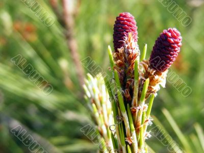 Small pine cones