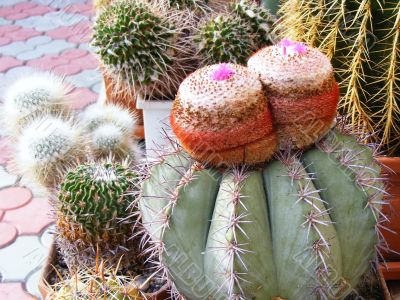 Blooming cactus