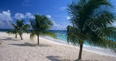 Saona island beach Dominican republic