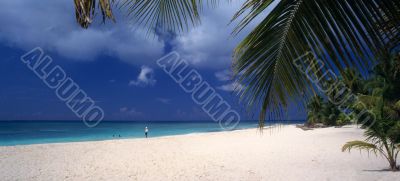 Saona island beach - Dominican republic