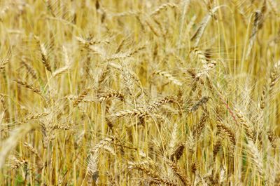 Golden wheat on the plant.