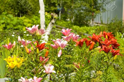 view of garden at sunny day