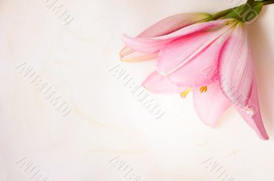 greeting card greeting card