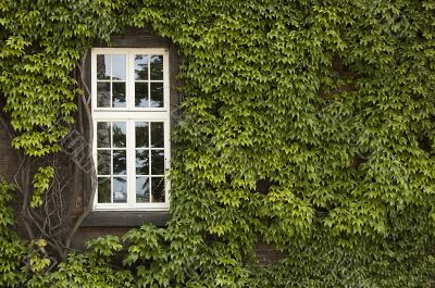 Window with ivy