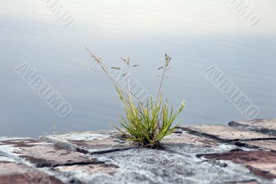 plant grass