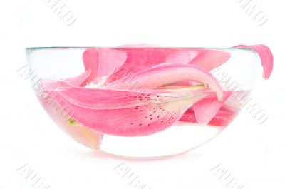 bowl with lily`s petals