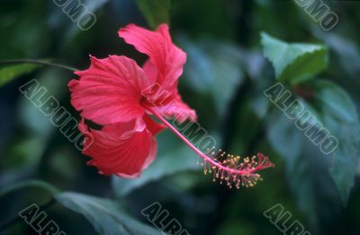 Red hibiscus flower and foliage -Dominican republic