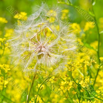 Dandelion