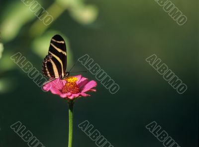 A delicate butterfly on pink flower Dominican republic