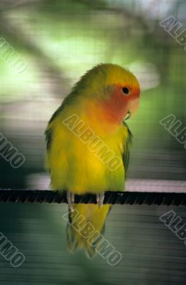 Yellow parakeet - Dominican republic