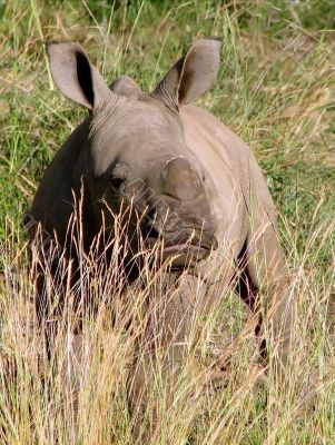 Small rhinoceros Small rhinoceros