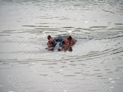 Hippopotamus