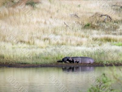 Family hippopotamus