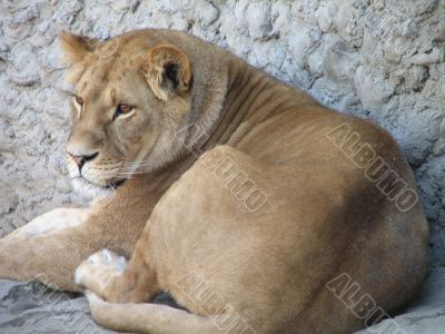 The lioness has a rest