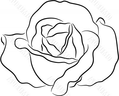 Rose contour