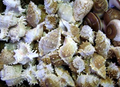 Mediterranean shells