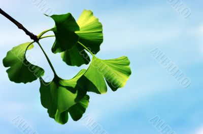 Ginkgo biloba leaf