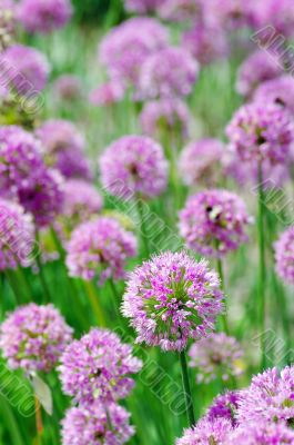 Close up of the flowers of some allium
