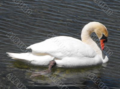 Mute Swan relaxing