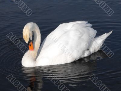 Mute Swan cleaning