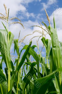 Corn Field