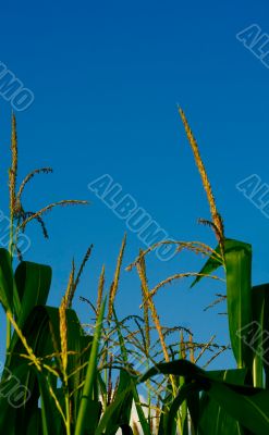 Corn Field Corn Field