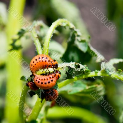 larva of potato beetle