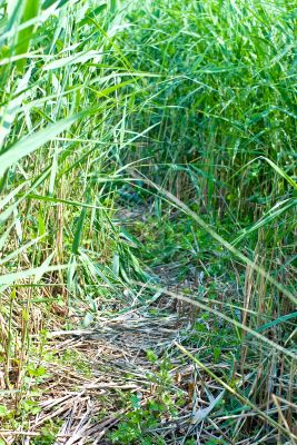 road through rushes