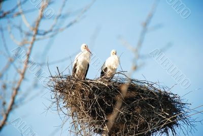 Two storks