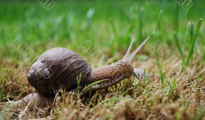 active snail